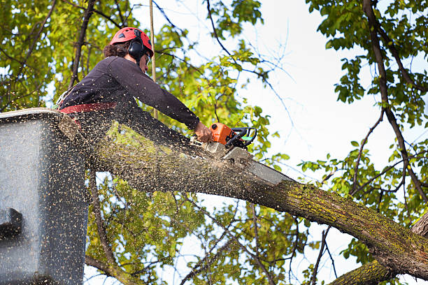 Trusted Niagara Falls, NY Tree Service Experts